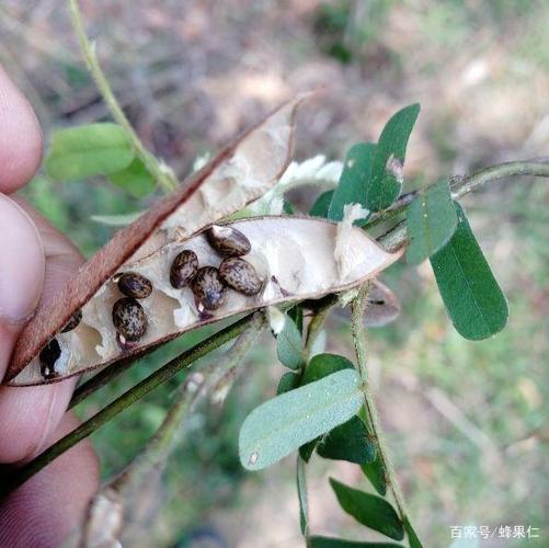 鸡骨草用途广泛,不了解的人吃了很容易中毒,你知道怎么辨别吗?