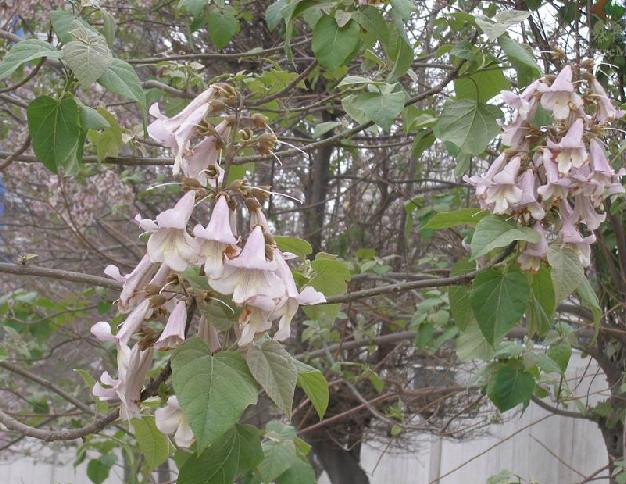 及毛泡桐 i>paulownia /i> i>  /i> i>tomentosa /i> (thunb.) steud.