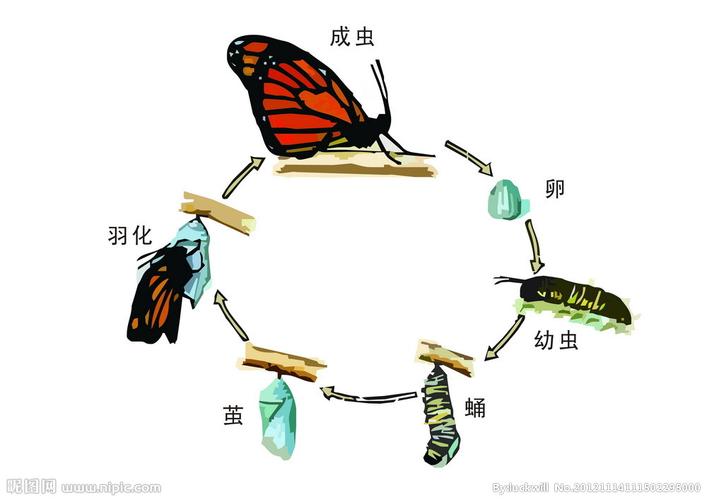 毛毛虫变蝴蝶的过程带图