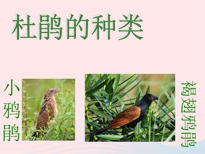 杜鹃的种类素材.ppt