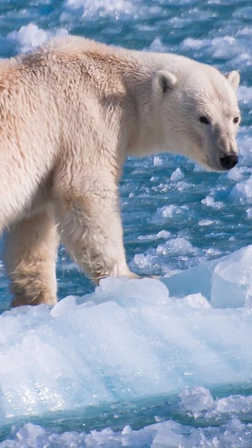 北极熊在浮动冰雪世界