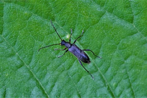 直花天牛属 grammoptera ruficornis