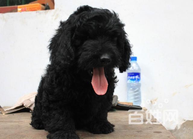 出售-2个月巨型贵宾犬-小巨贵黑色-公母