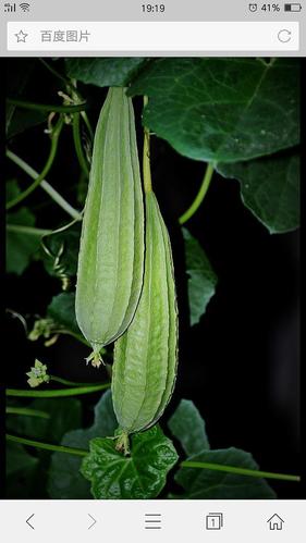 有没有大神知道,为什么八棱瓜炒了会发苦.是自己家里种的.