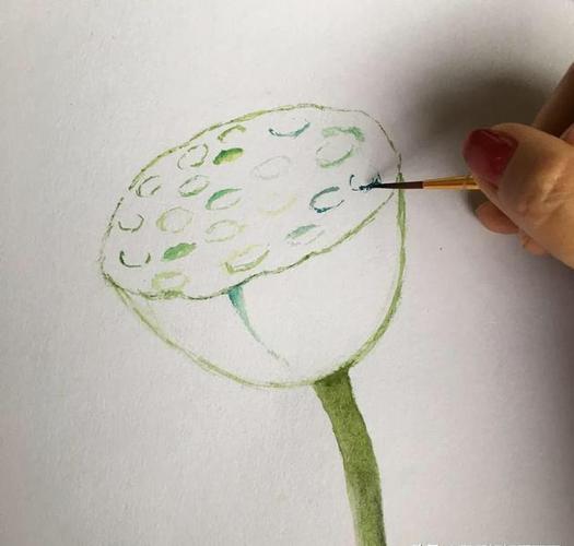 这样来画莲蓬,真是太吸引眼球了,快一起来学习吧