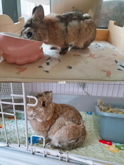 关于兔子换毛_兔子_宠物_宠物其他