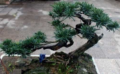 主干直的罗汉松如何造型