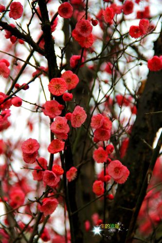 红梅花开(二)