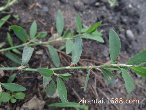 扁蓄,扁蓄别名:扁竹,竹节草,乌蓼,蚂蚁草