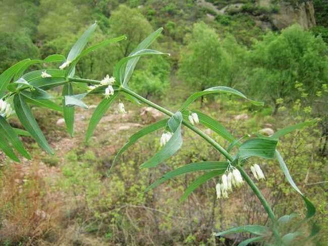 黄精图片 黄精草本植物图片 野菜图片