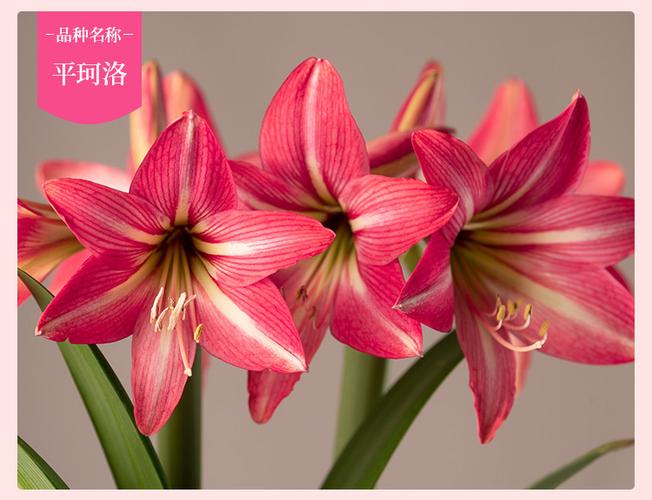 圣茵朱顶红 进口朱顶红单瓣种球 平珂洛