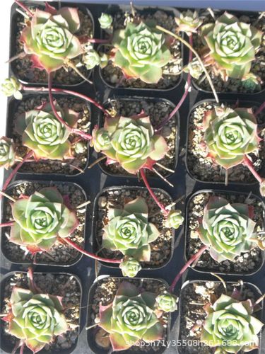 668多肉植物大棚批发 梅丽阁单头3-5cm多肉品种品相实拍