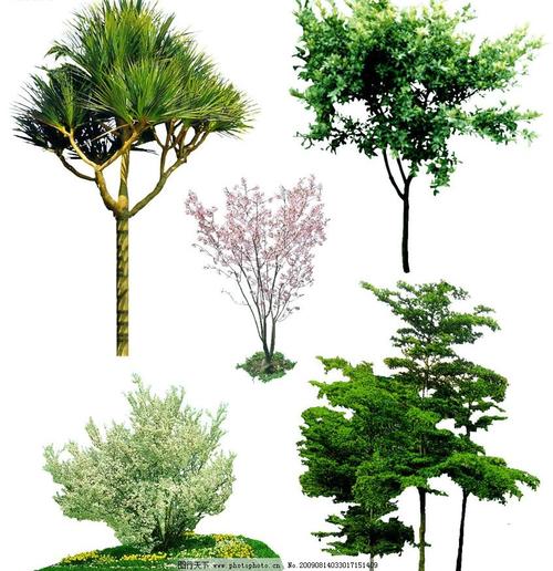 盆栽柏芝树图