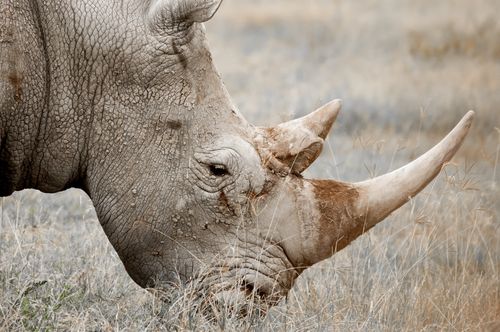 亚洲犀牛角和非洲犀牛角的区别