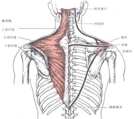 斜方肌
