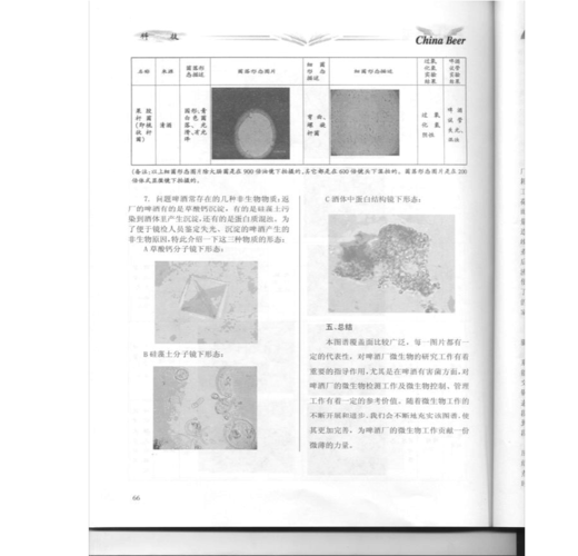 啤酒生产过程中常见的微生物图谱
