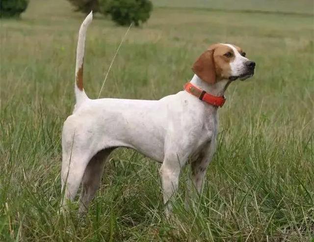 狗狗摇尾巴就是开心?可不仅仅如此|小狗勾_网易订阅