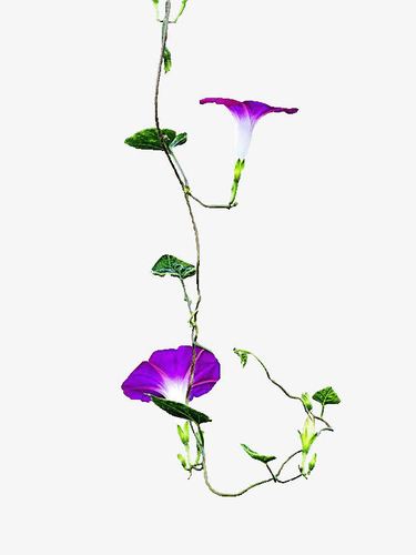 喇叭花,藤,藤蔓,叶子,绿叶,花朵