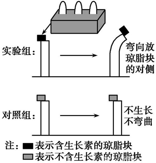 生长是尖端产生的影响在其下部⑤ 分布不均匀 造成的 1928 年 温特