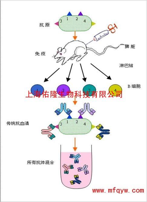 快速免疫多克隆抗体-多克隆抗体定制服务-elisa保证型