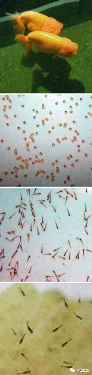 经验分享:自己繁殖金鱼的乐趣