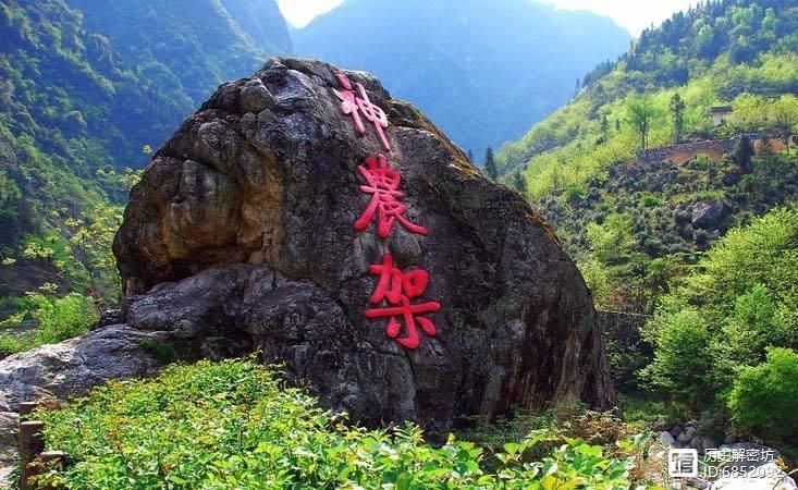 神农架位于我国西北部,是一处面积超过3000平方公里的原始森林保护区