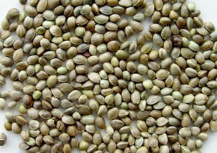 就是火麻子炸的油,闰肠.可以喂鸟.