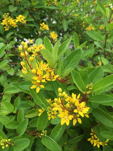 2016年7月13日 泰国清莱小街 芸香目金虎尾科金英