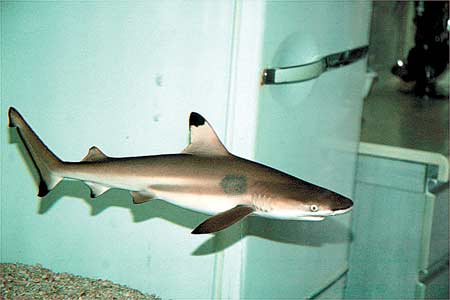 婚姻保卫战杨丹办公室的鱼缸里是鲨鱼么