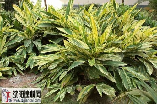 花叶艳山姜图片