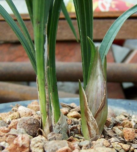 评花苞-春兰篇-中国兰花交易网社区