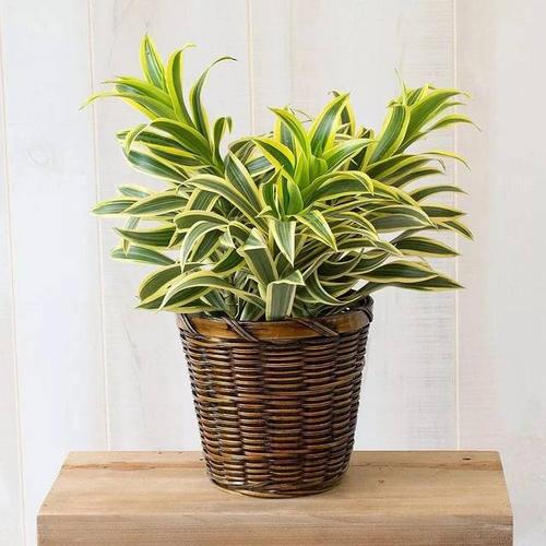 2.金边香龙血树