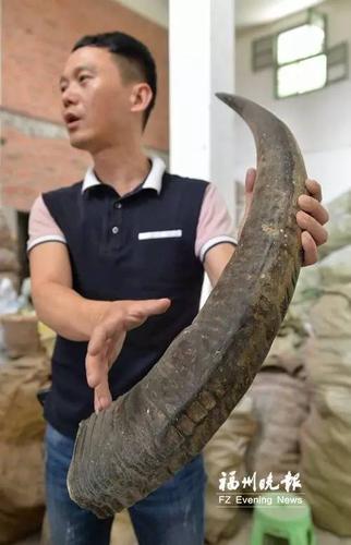 程庆安说只能选水牛角的中间部分制作角梳.