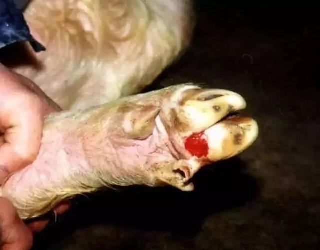 猪的蹄部裂开就是口蹄疫吗不一定这种病也有类似的症状