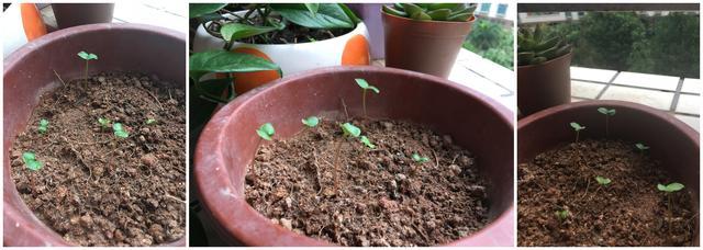 种植凤仙花应选择疏松,肥沃,深厚,通透良好的土壤,忌积水,久湿和