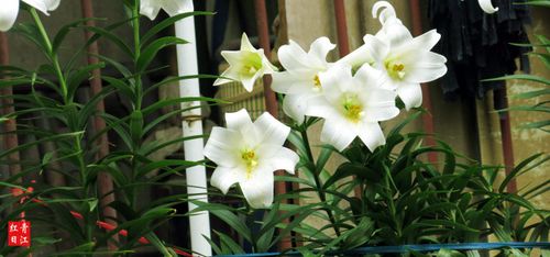 [转载]【随拍百合花】百合花开清心来【原创图文】