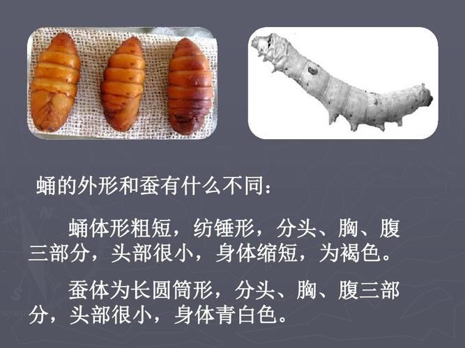 3蚕变了新模样