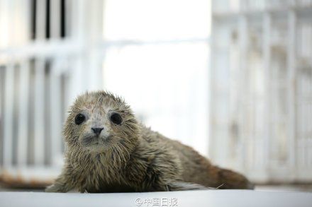 我国首例双胞胎斑海豹宝宝出生图