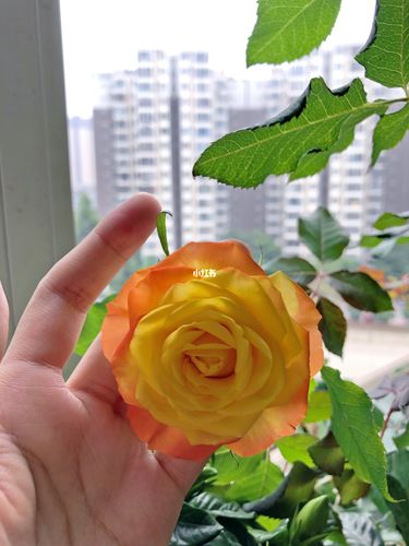 月季龙舌兰日出21年的第二波花