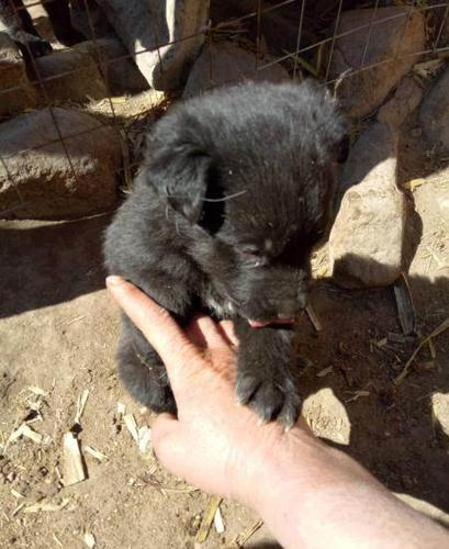 德牧和黑狼配的500一条