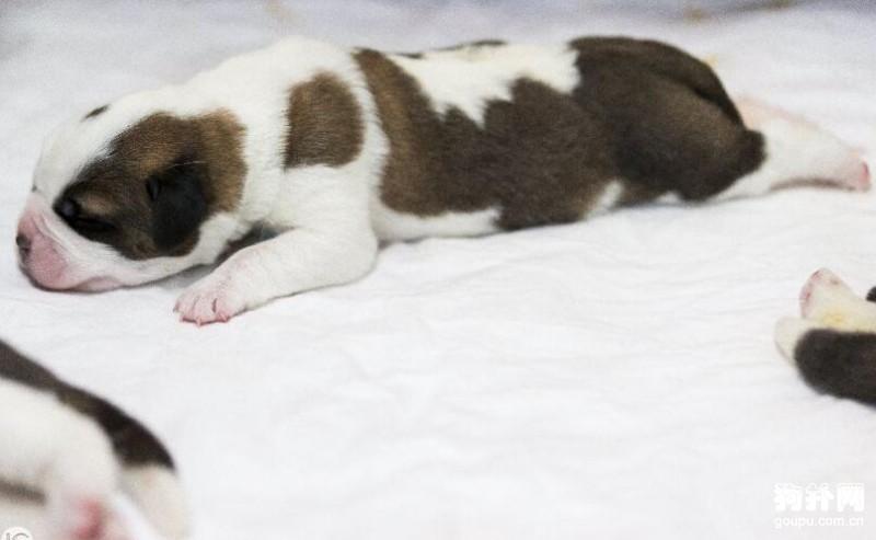 狗扑网 圣伯纳犬 圣伯纳犬图片 狗狗可爱图片 正文  日期:2019-11-09