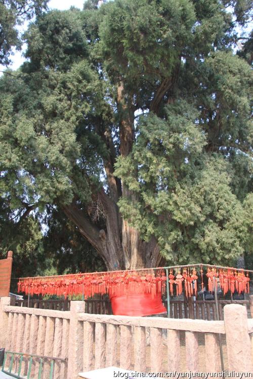 『山东济南』四门塔九顶松