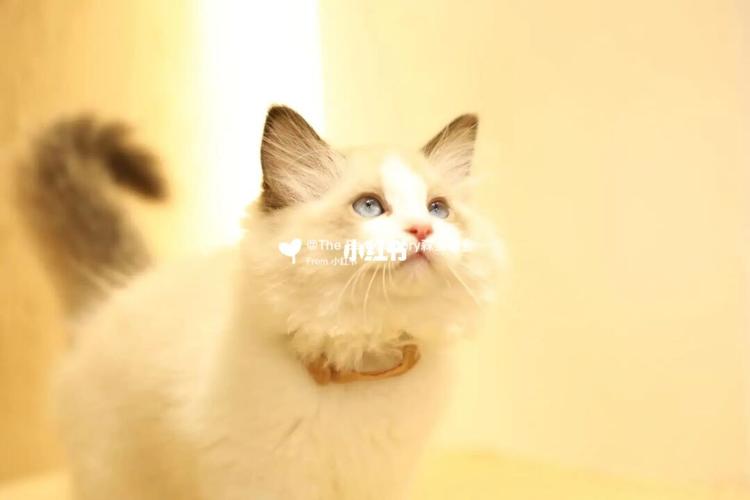波斯系海双布偶_布偶猫_猫咖_海双布偶_宠物_猫_晒猫