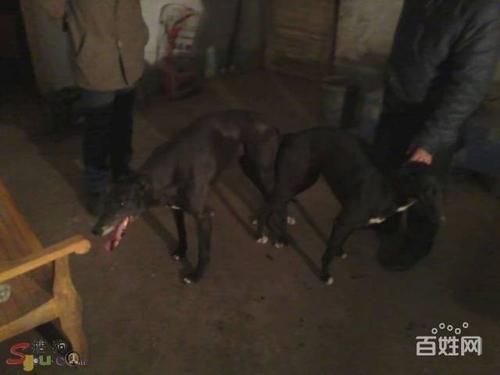 黑色碰撞配战神女出的小狗