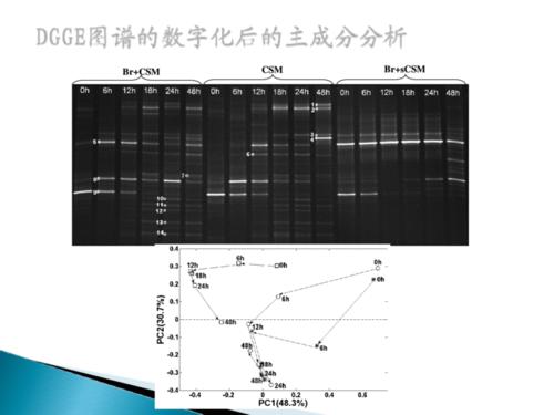 变性 梯度凝胶电泳 —— 从实验到分析
