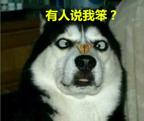 世界上最笨的5种狗狗排行榜,哈士奇排第二,第一名竟然