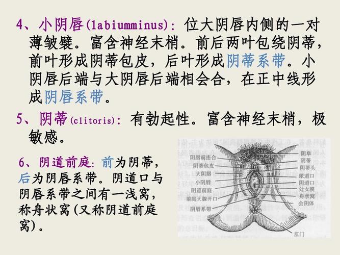 女性生殖系统解剖课件ppt