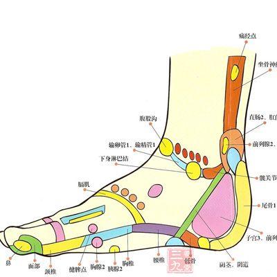适用范围 足底反射区,足内侧反射区,足外侧反射区.