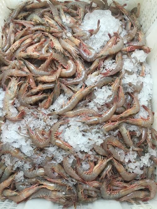 ¥ 30 浙江 舟山 新鲜活皮虾,船刚到,30一斤 2天前