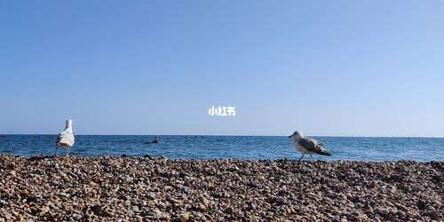 伦敦夏天| brighton_夏天去哪玩_景点_brighton pier自由行热门攻略